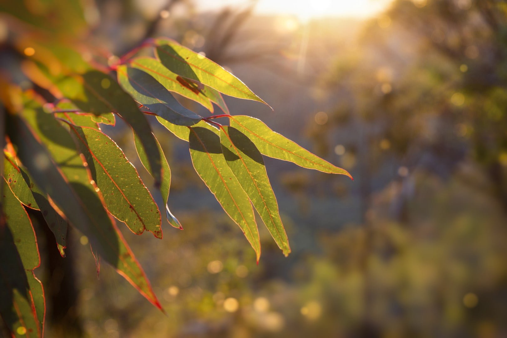 Golden morning sunlight shines through the crisp morning air and illuminates the green and red leaves of a eucalyptus tree